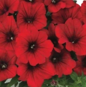 KUYAMBA RED